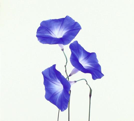 Unfold - CD Audio di Slanting Dots