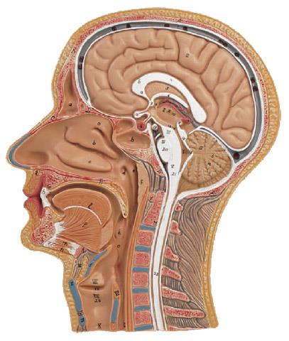 Sezione Mediana Testa