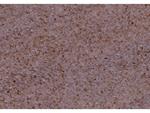 DIORAMA FX 26304 LAND TXT MARS 0.2/0.6 Accessori Per Modellismo Vallejo
