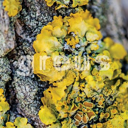 Greus - Vinile LP di Greus