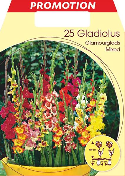 Bulbi Primaverili Gladioli Nani Glamourglads Mix Colori Confezione Da 25 Bulbi Bulbs