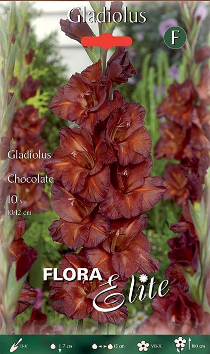 Bulbi Primaverili Gladioli A Fiori Grandi Chocolate Confezione Da 10 Bulbi Bulbs