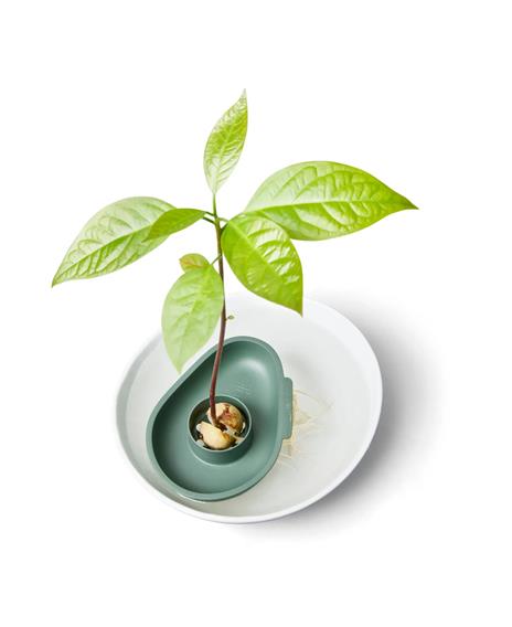 Elho Vaso Per Seme Di Avocado Amazing Avocado Floater Leaf Green