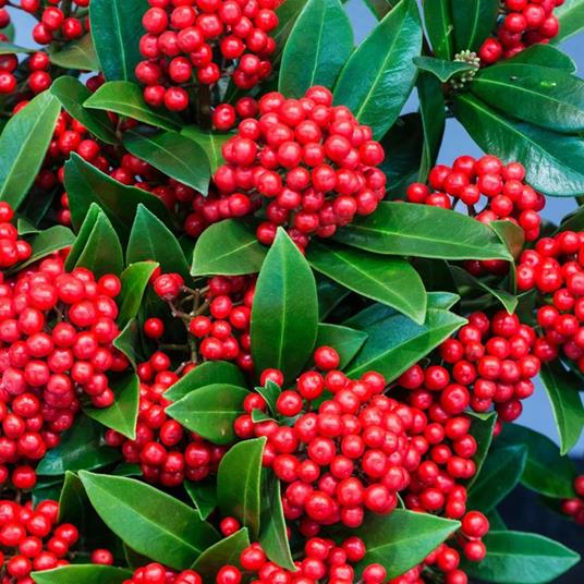 1 PIANTA DI SKIMMIA JAPONICA LIPSTICK VASO 19CM 1 PIANTA DI SKIMMIA JAPONICA LIPSTICK VASO 19CM