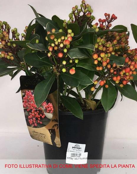 1 PIANTA DI SKIMMIA JAPONICA LIPSTICK VASO 19CM 1 PIANTA DI SKIMMIA JAPONICA LIPSTICK VASO 19CM