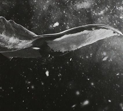 Sing For You - CD Audio di Exo