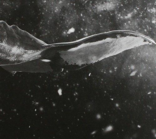 Sing For You - CD Audio di Exo