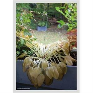 Through Love - CD Audio di Hyukoh