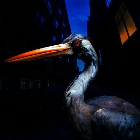Decoding Birdsong - CD Audio di Antony Szmierek