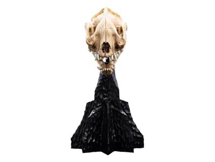 Il Signore Degli Anelli Mini Statua Skull Of A Warg 20 Cm Weta Workshop