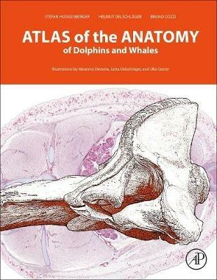 Atlas of the Anatomy of Dolphins and Whales - Stefan Huggenberger,Helmut A Oelschläger,Bruno Cozzi - cover