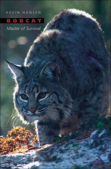 Bobcat