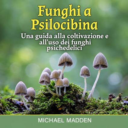 Funghi a Psilocibina