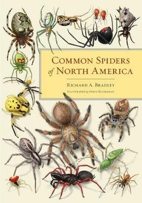 Common Spiders of North America - Richard A. Bradley - cover