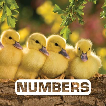 Numbers - Judith Nouvion - ebook