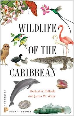 Wildlife of the Caribbean - Herbert A. Raffaele,James Wiley - cover