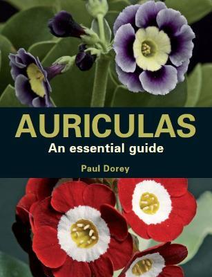 Auriculas: An Essential Guide - Paul Dorey - cover