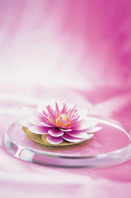 Memo Block Waterlily - Peony Press - cover