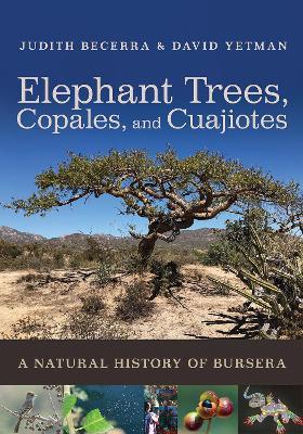 Elephant Trees, Copales, and Cuajiotes: A Natural History of Bursera - Judith X. Becerra,David Yetman,Exequiel Ezcurra - cover