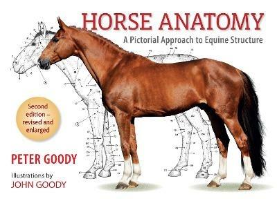 Horse Anatomy: A Pictorial Approach to Equine Structure - Peter Goody - cover