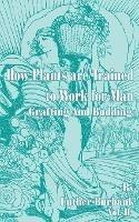 How Plants Are Trained to Work for Man: Grafting and Budding