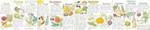 Seasonal Fruit and Vegetables Wallchart