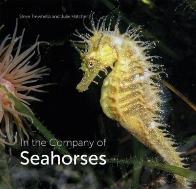 In the Company of Seahorses - Steve Trewhella,Julie Hatcher - cover