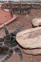 What Does Spider Poop Look Like? - N a Cauldron - cover