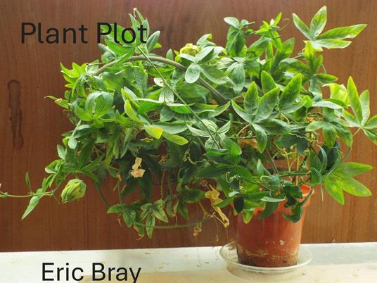 Plant Plot