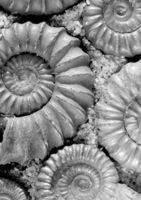 The Serpent's Egg And Other Tales of Darkness - Jonathan Green - cover