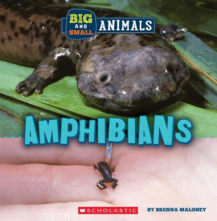 Amphibians (Wild World: Big and Small Animals) - Brenna Maloney - ebook