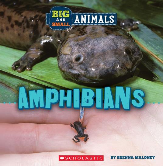 Amphibians (Wild World: Big and Small Animals) - Brenna Maloney - ebook