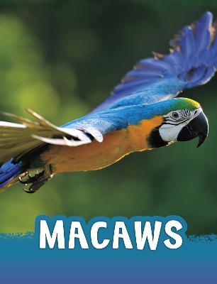 Macaws - Jaclyn Jaycox - cover