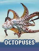 Octopuses