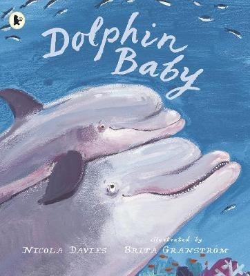 Dolphin Baby - Nicola Davies - cover