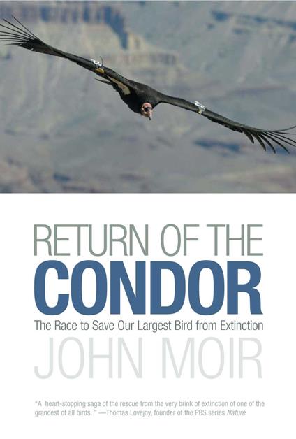Return of the Condor