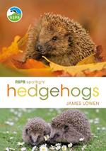 RSPB Spotlight Hedgehogs