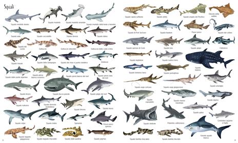 1000 meraviglie dei mari. Ediz. a colori - Nikki Dyson - 3