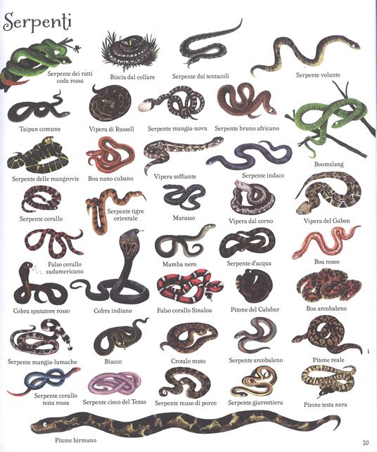 1000 animali. Ediz. a colori - Jessica Greenwell - Libro - Usborne  Publishing - 1000 illustrazioni | IBS