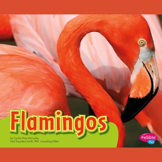 Flamingos