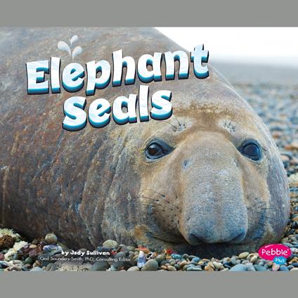 Elephant Seals