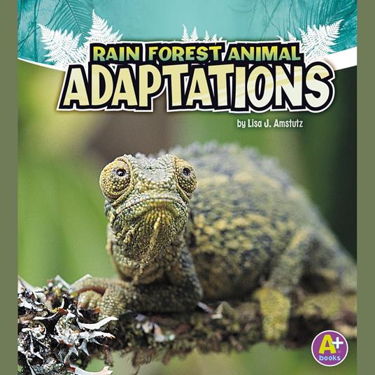 Rain Forest Animal Adaptations