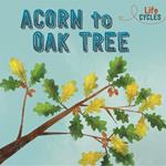 Life Cycles: Acorn to Oak Tree