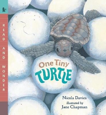 One Tiny Turtle: Read and Wonder - Nicola Davies - cover