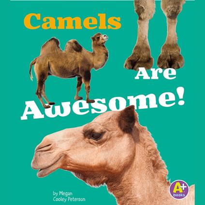 Camels Are Awesome!