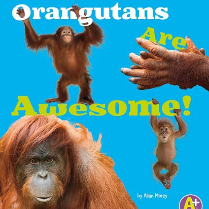 Orangutans Are Awesome!