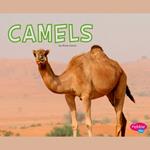 Camels