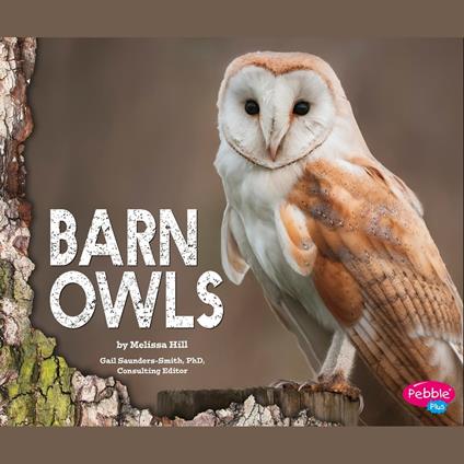 Barn Owls