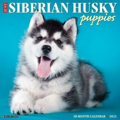 Just Siberian Husky Puppies 2021 Wall Calendar (Dog Breed Calendar) - Willow Creek Press - cover