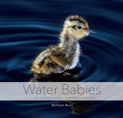 Water Babies
